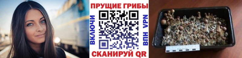 Галлюциногенные грибы MAGIC MUSHROOMS Кудымкар